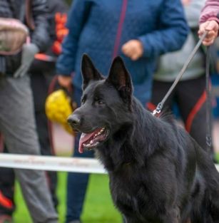 Розплідник