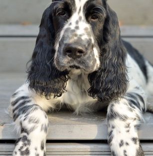 Od Jagienki z Jaskrowej Łąki 