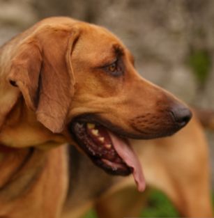 Ogary z Zamkowej Groty FCI