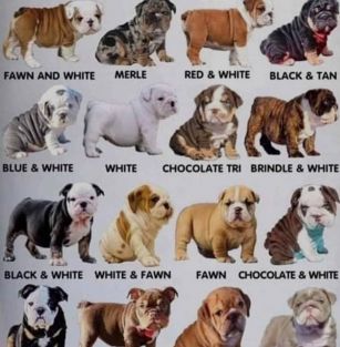 Опалатенко 