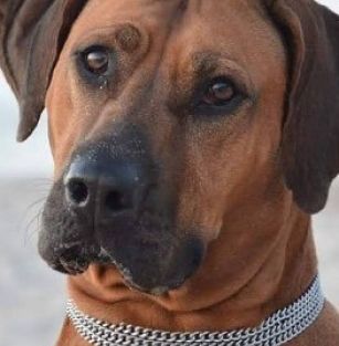 Orio Ridge Heart FCI 