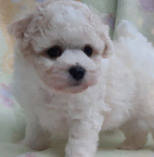 Owieczka Świętokrzyska