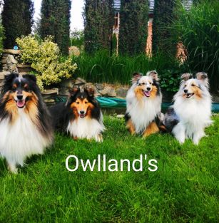 Owlland's