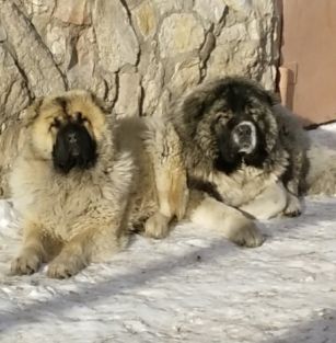 Pamir-tranzit
