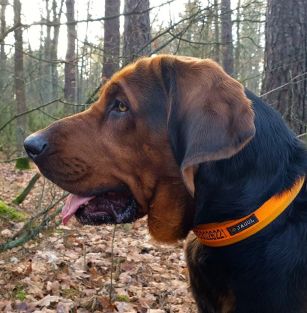 Panicz Otello z Poniatowskiego Dworku FCI