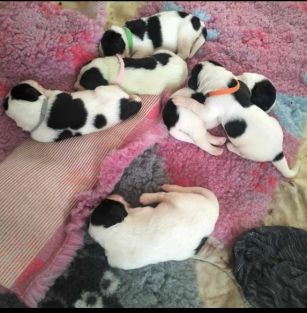 Panna na niedźwiedziu FCI