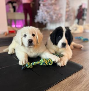 Panna na niedźwiedziu FCI