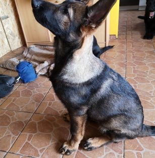 Pasja Wojownika Team