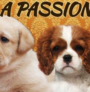 Passion Dog FCI