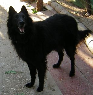 Pastor Belga Groenendael