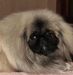Pekinskiy Izumrud