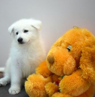 Perfect Pride kennel 