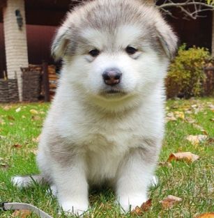 Perro del Norte