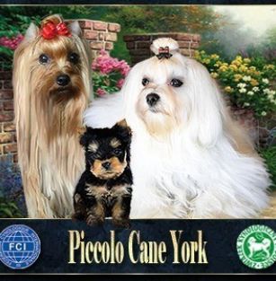 PICCOLO CANE YORK FCI