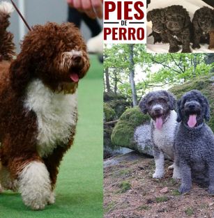 Pies De Perro (FCI)