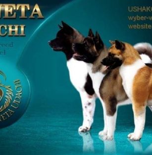 Planeta Udachi