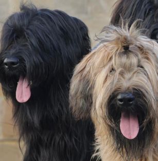 Podworkowi Chuligani