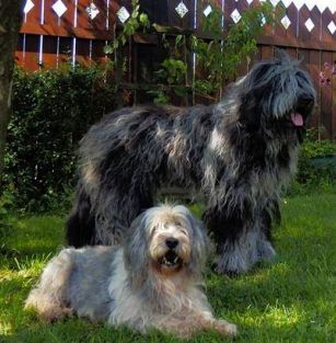 Polskie Kudłacze FCI