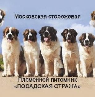 Посадская стража 
