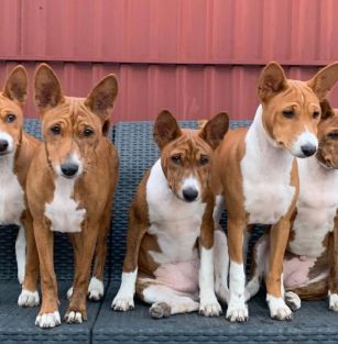 Приставка не присвоена