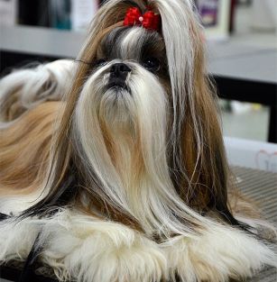 РАГСОЛЬ / RAGSOL