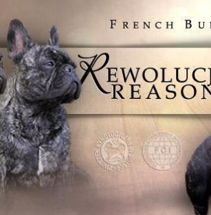 Rewolucja Reason FCI 