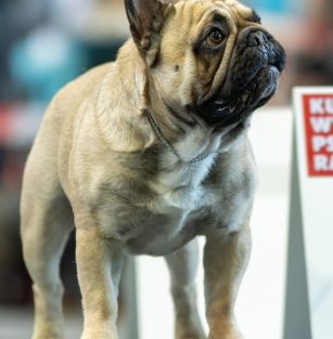 Rewolucja Reason FCI 