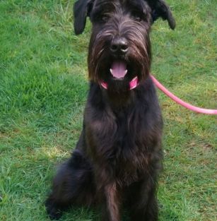 Rieseschnauzer vom großenPfahl