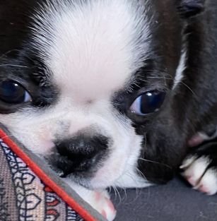 Royal Blues Bubbles FCI