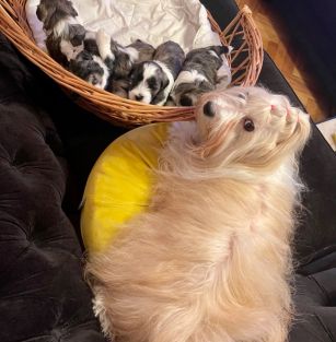 Royal Cohiba Rubens (FCI)