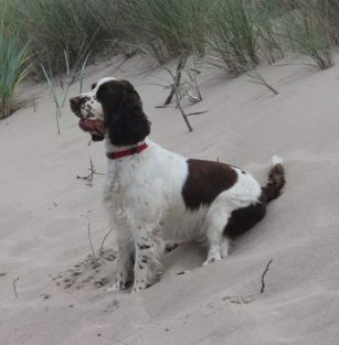 Royal Hunting Family 