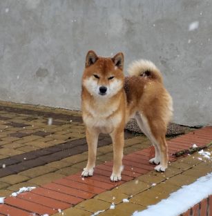 Ruda Sfora z Helenowa