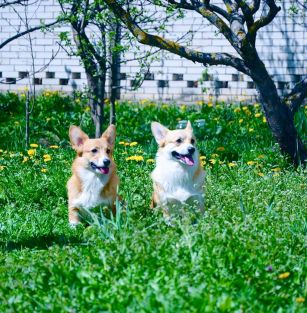 s Britanskikh Ostrovov 