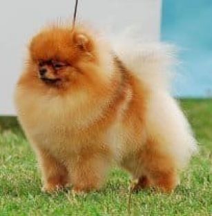 Criadero de perros