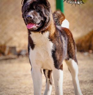 Samurai Heart Kennel