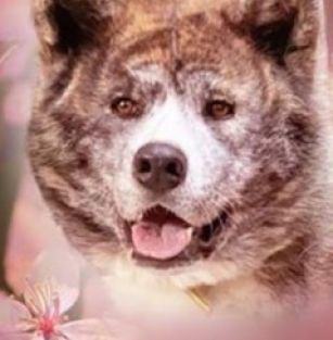 Samurai No Omoide FCI 