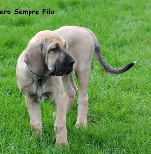 Sempre Fila FCI