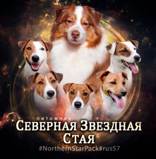 Северная Звёздная Стая