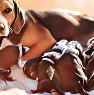 Sfora Nordowskej Knieji 