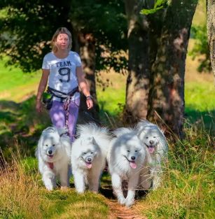 Silver from the North FCI 