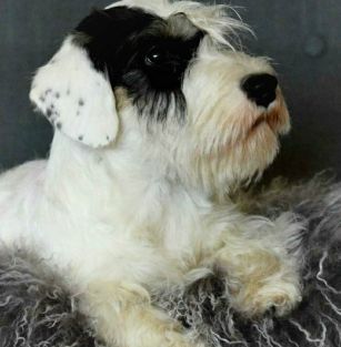 Sjöbolyckans kennel