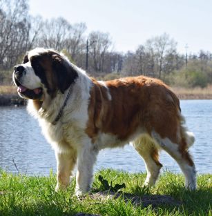 Slawienski Bernardyn