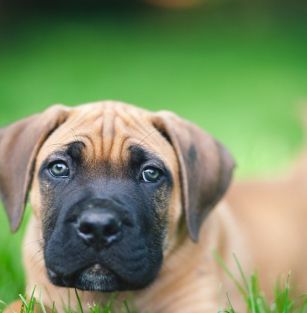 Sotto Castello Kennel FCI