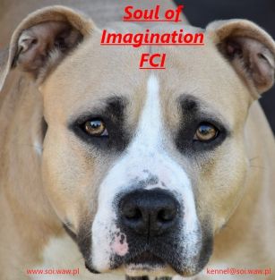 Soul of Imagination (FCI)