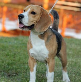 Spotted Puppies (FCI)