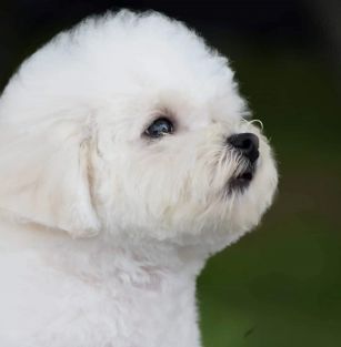 Star Of The Milky Way 