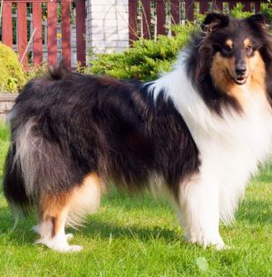 STARCOLLIE FCI