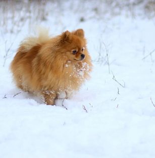 Stellandia ZKwP FCI. Oddział w Legionowie. 
