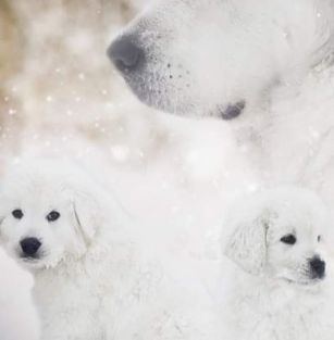 Stobrawskie Ranczo FCI 