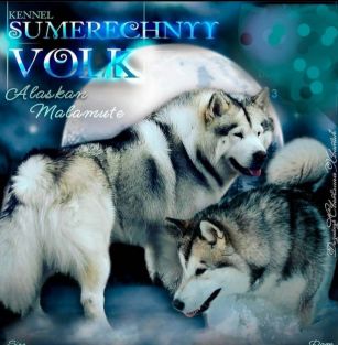 Sumerechnyy volk